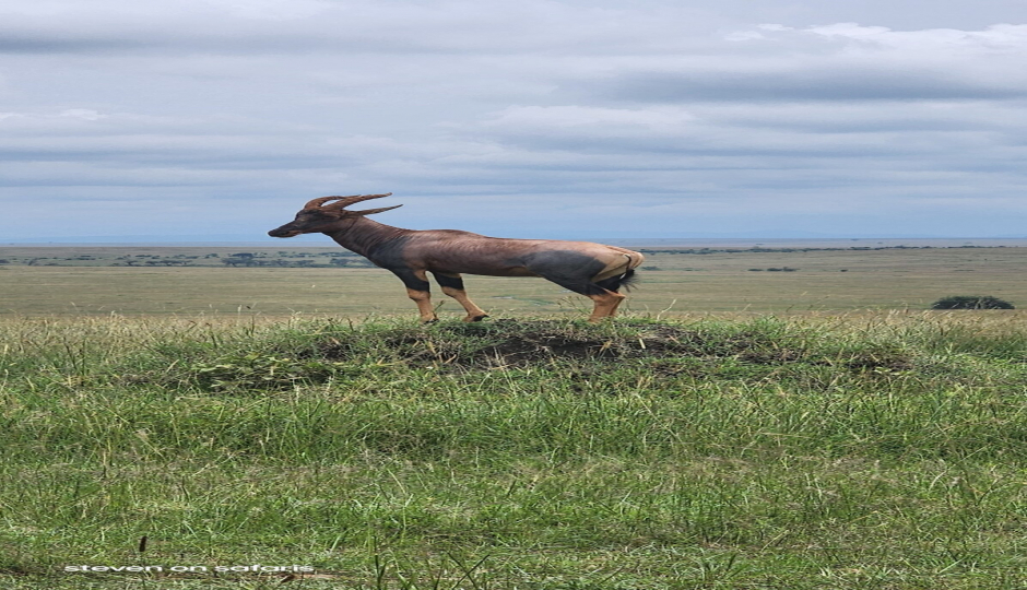 Slides Images for 6-Day Kenya Safari For Couples Mid-range
