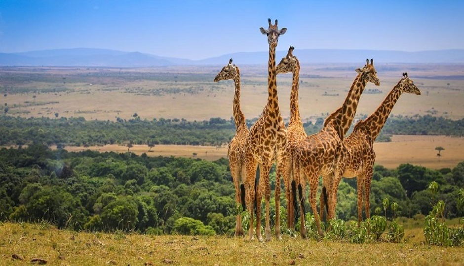 Slides Images for Manyara, Ngorongoro Crater, Serengeti. 