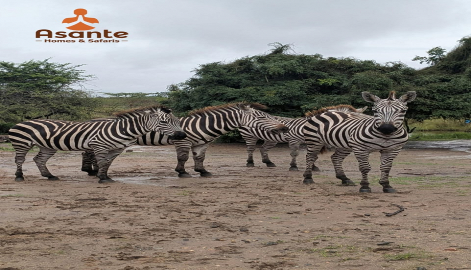 Slides Images for Discover Tarangire: Full-day Safari Adventure