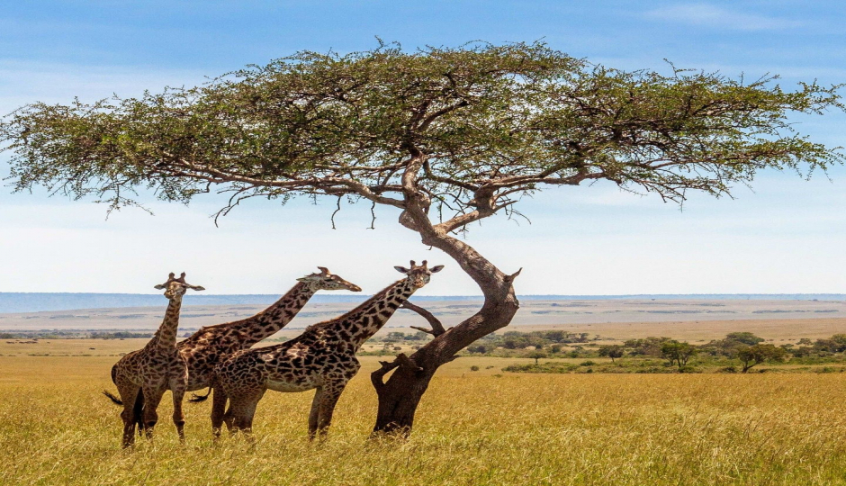 Slides Images for Explore Untouched  Safari Parks In Tanzania, 