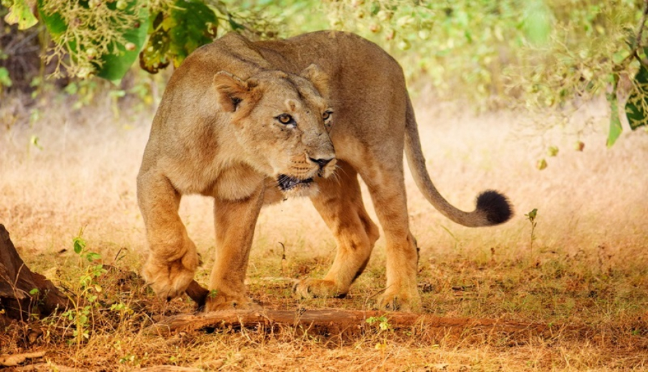 2 Days Tanzania Joining Safari 2026-2027
