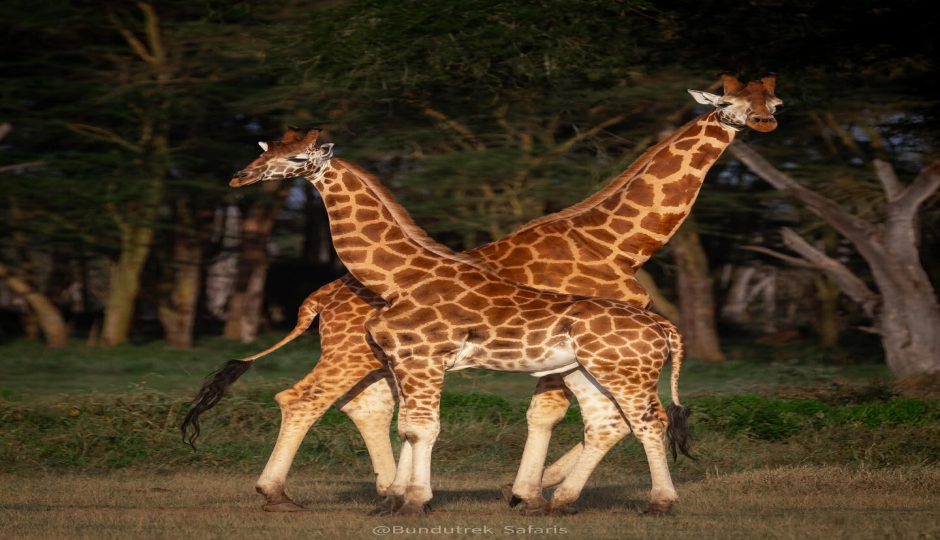 Cover Image - Nabayi Safari Adventures