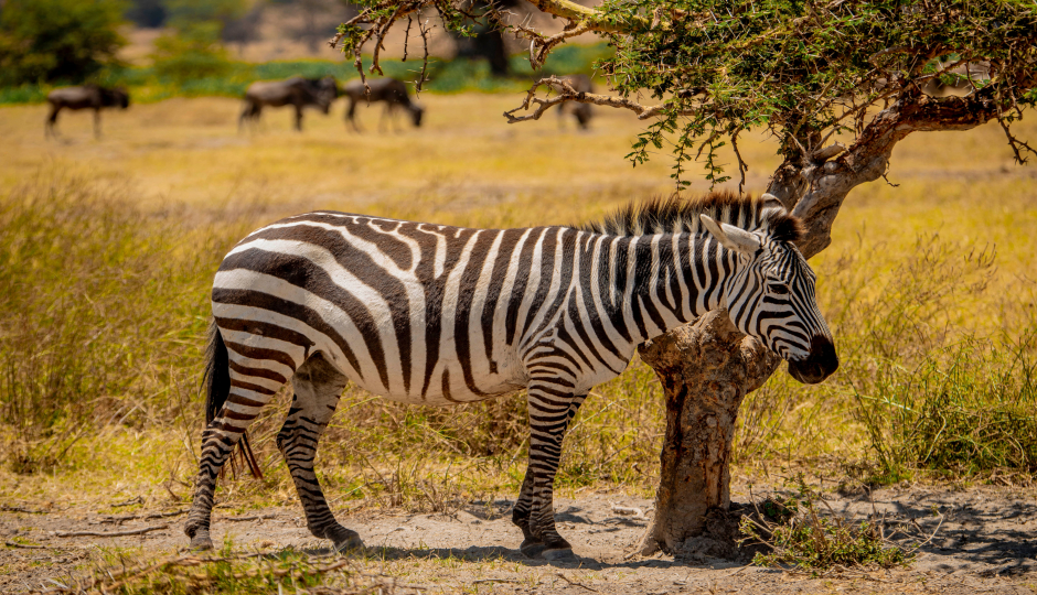 Slides Images for Private Camping And Lodge Safari
