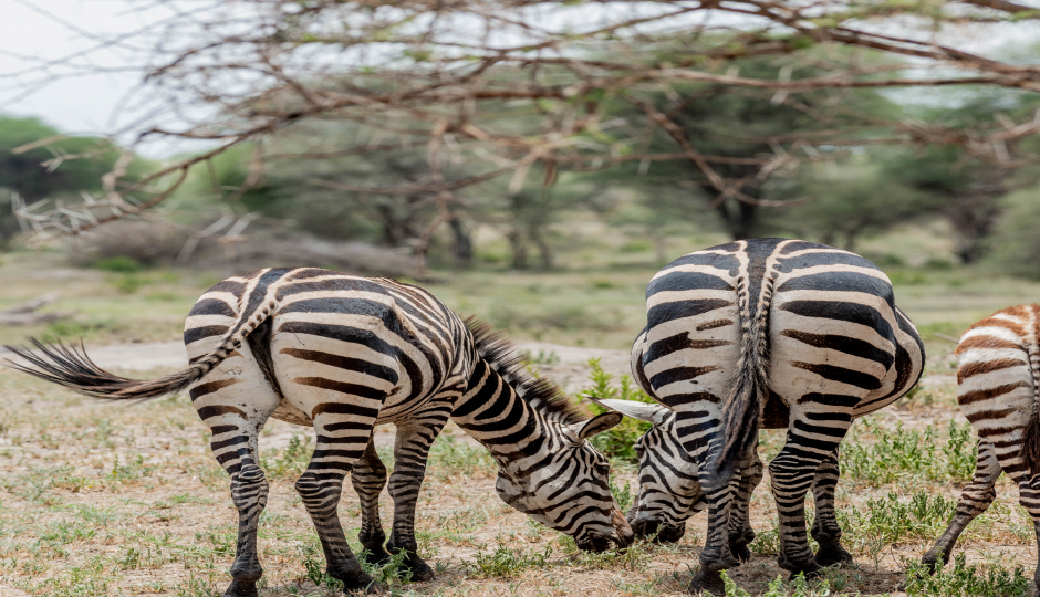 4 Days Group Shared Safari