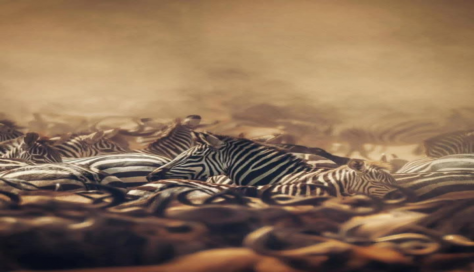 Slides Images for Fly In /out Luxury Safari-ngiri