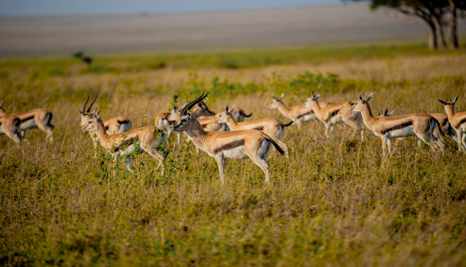 Slides Images for Ultimate Luxury Safari