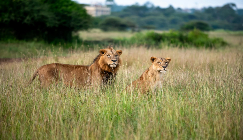Slides Images for 4 Days / 3nights Masai Mara & Lake Nakuru.