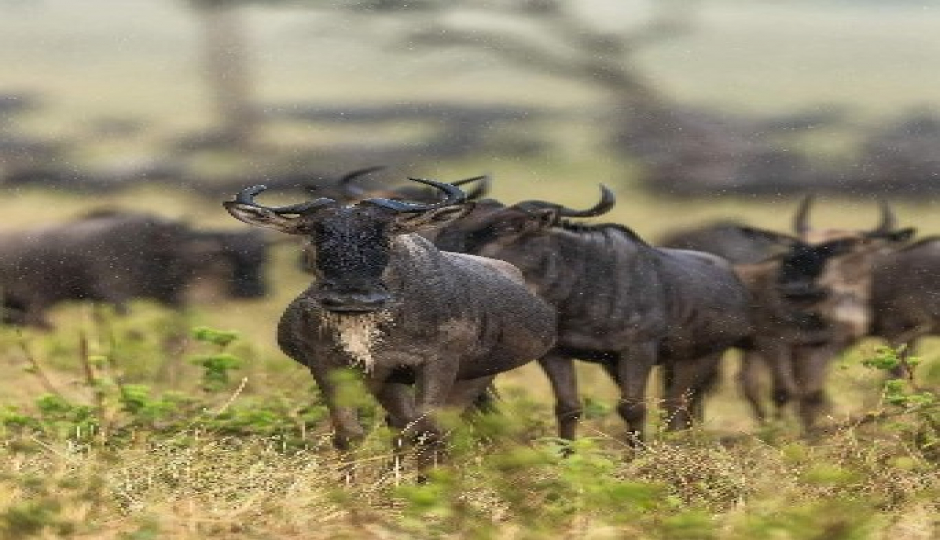 Slides Images for Tarangire, Serengeti & Ngorongoro Crater Tour