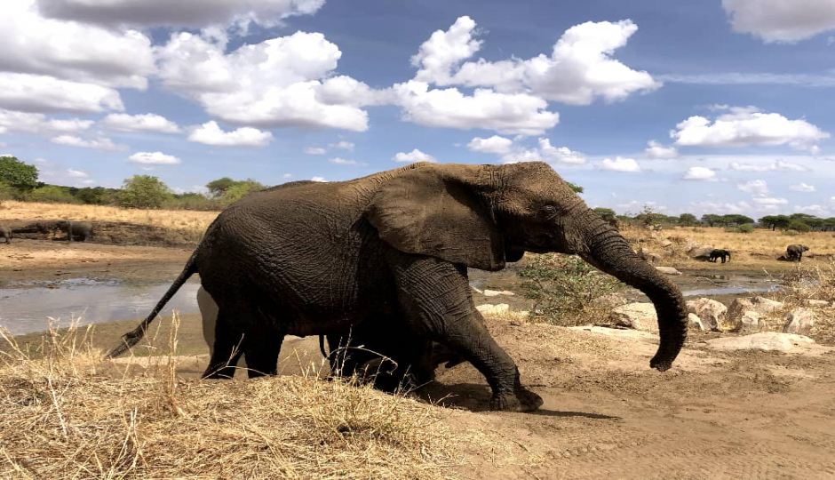 Slides Images for Tarangire National Park Excursion