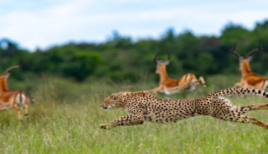 Slides Images for The Best 3 Days Tanzania Safari To Serengeti & Ngorongoro Crater