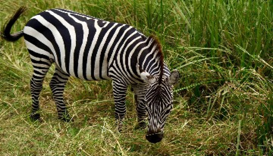 Slides Images for Tarangire And Ngorongoro Cultural Experience Safari