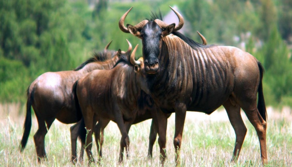 Slides Images for 1-Day Tanzania Safari To Tarangire Np