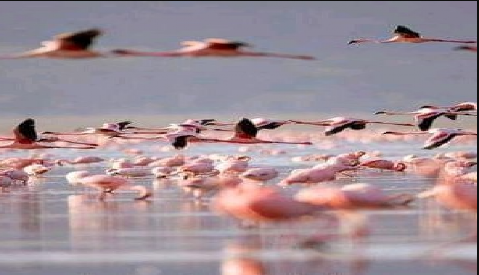 Slides Images for The Ultimate 5 Days Tanzania Wildlife Safari