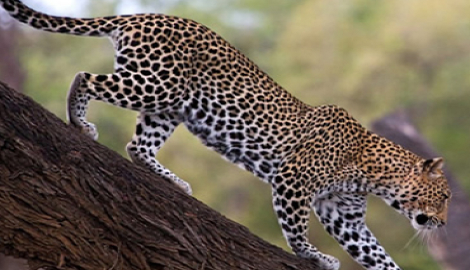 Slides Images for Tarangire And Ngorongoro Safari