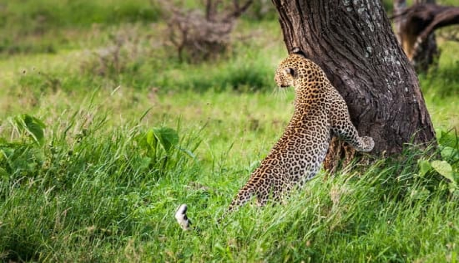 Slides Images for 6 Day Of Exploring The Wilderness In Tanzania