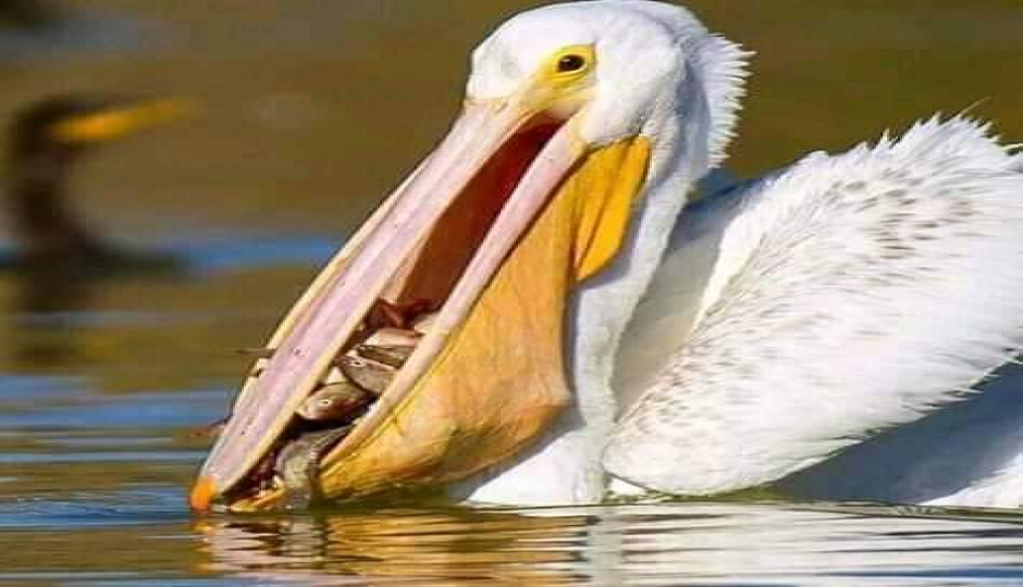 Slides Images for 3 Day Tanzania Safari 