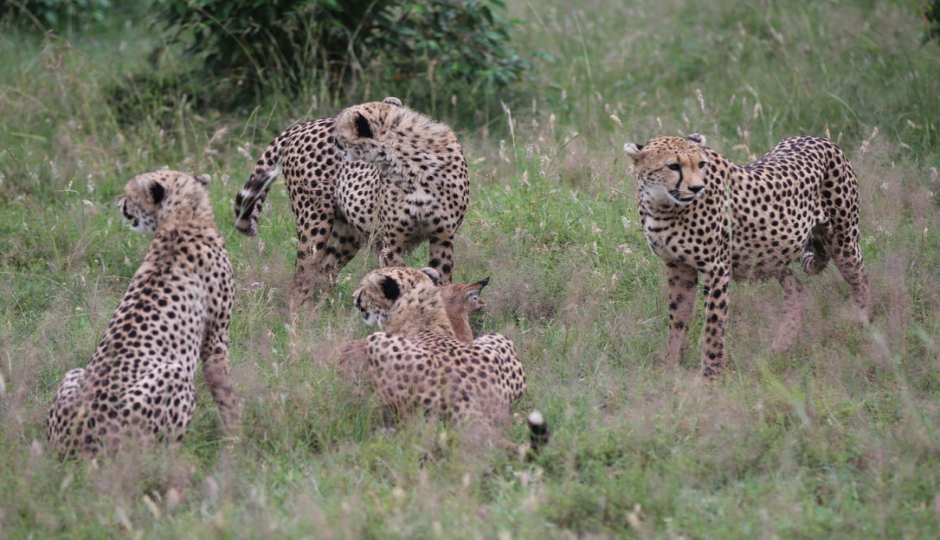 Slides Images for  Serengeti budget Safari with big five