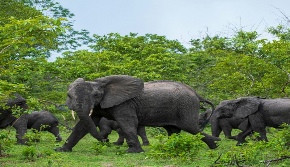 Slides Images for 2 Days Tanzania Safari