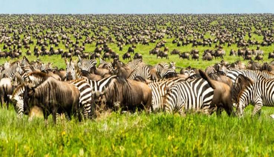 Slides Images for Group Tour To Tarangire, Serengeti And Ngorongoro