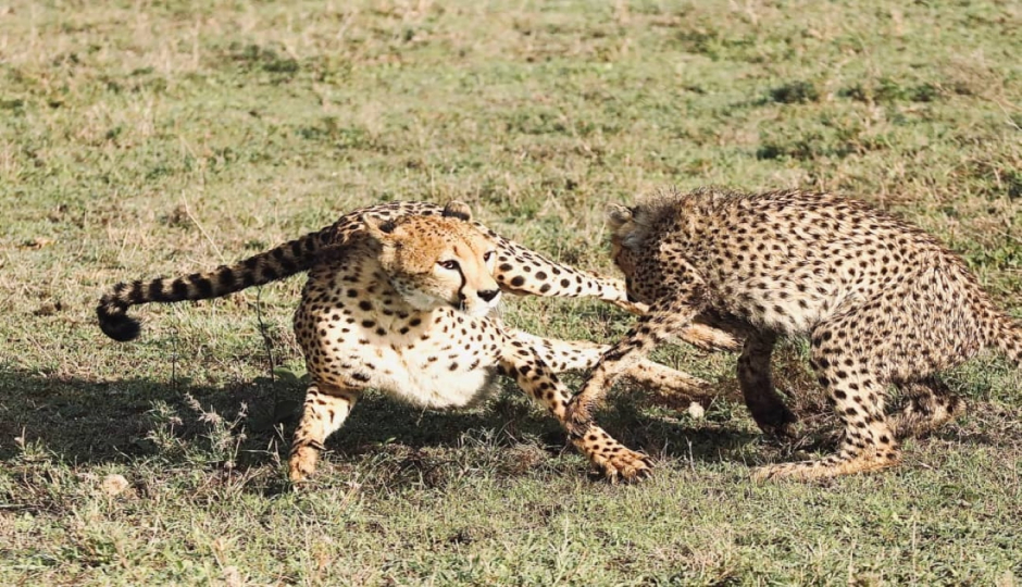 Slides Images for Days Tanzania Private Safari 