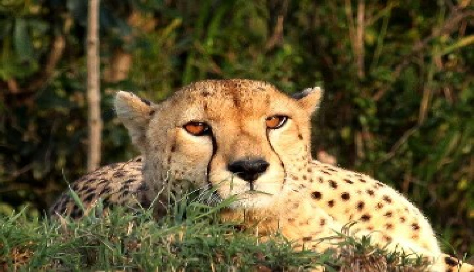 Slides Images for Tanzania Classic Safari With Materuni Waterfall
