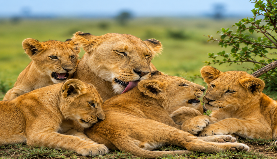 Africa Combo Tours