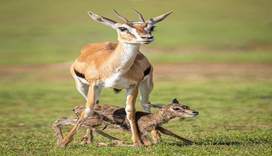 Slides Images for 6-Day Kenya Safari For Couples Mid-range