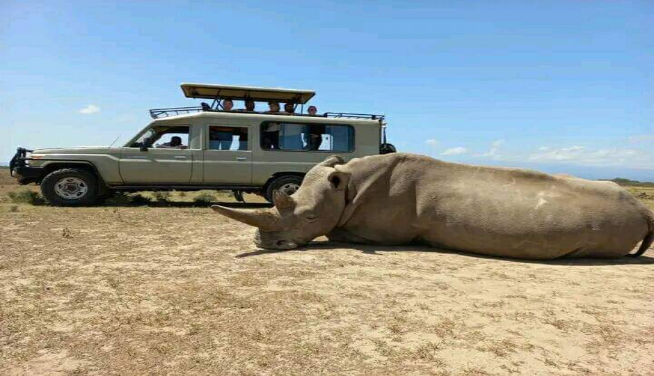 Slides Images for A Taste Of The Savanna Safari
