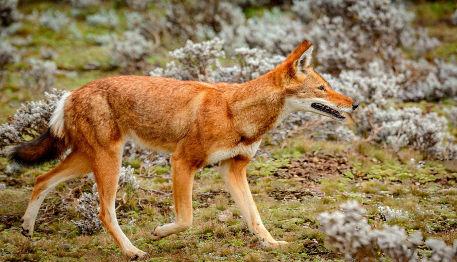 5 Day Bale Mountains Wolf Expedition & Trekking