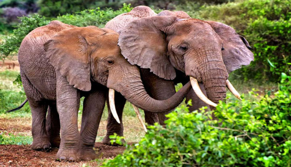 Slides Images for  Serengeti Wildebeest Migration Safari Experience