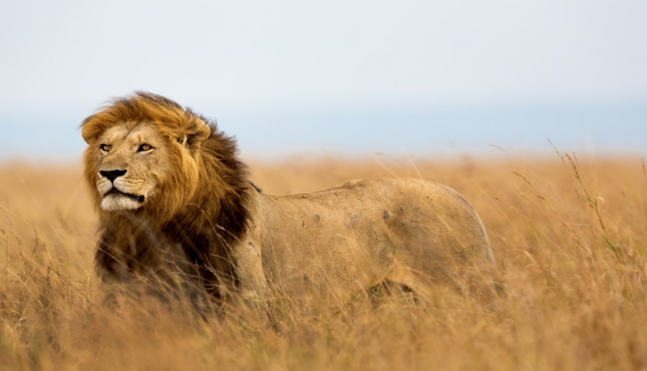 Slides Images for 3 Days Adventure Safari To Nyerere National Park