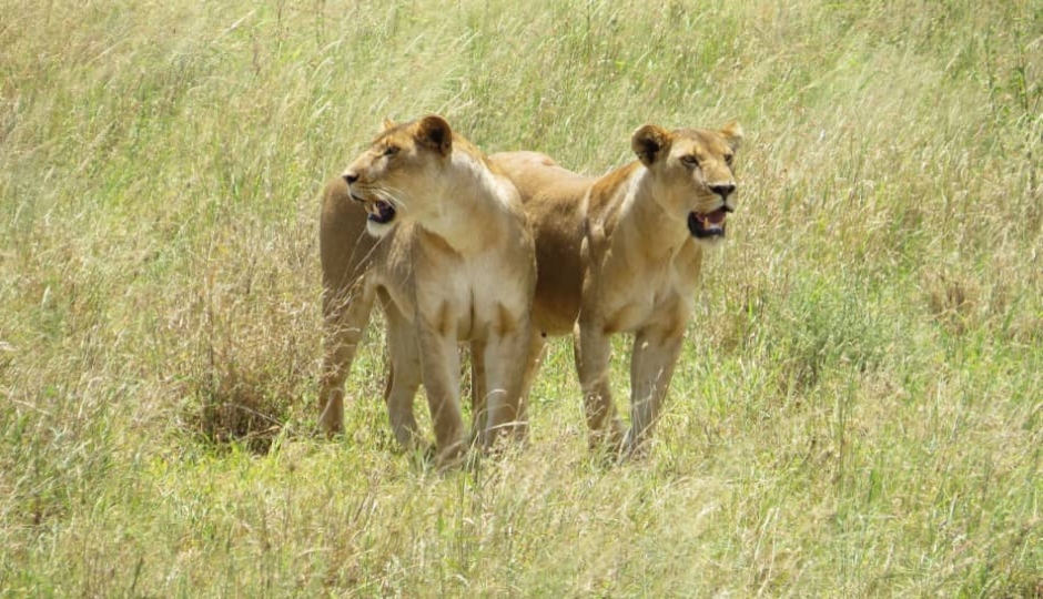 Amazing Safari Serengeti and Ngorongoro