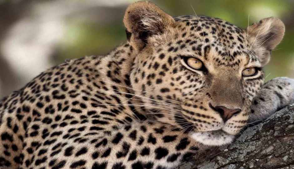 5 Days Serengeti And Ngorongoro