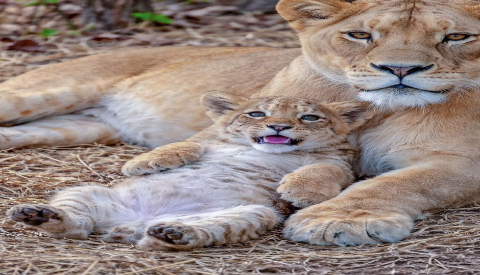 Slides Images for Great Migration Ndutu Serengeti & Ngorongoro Trip