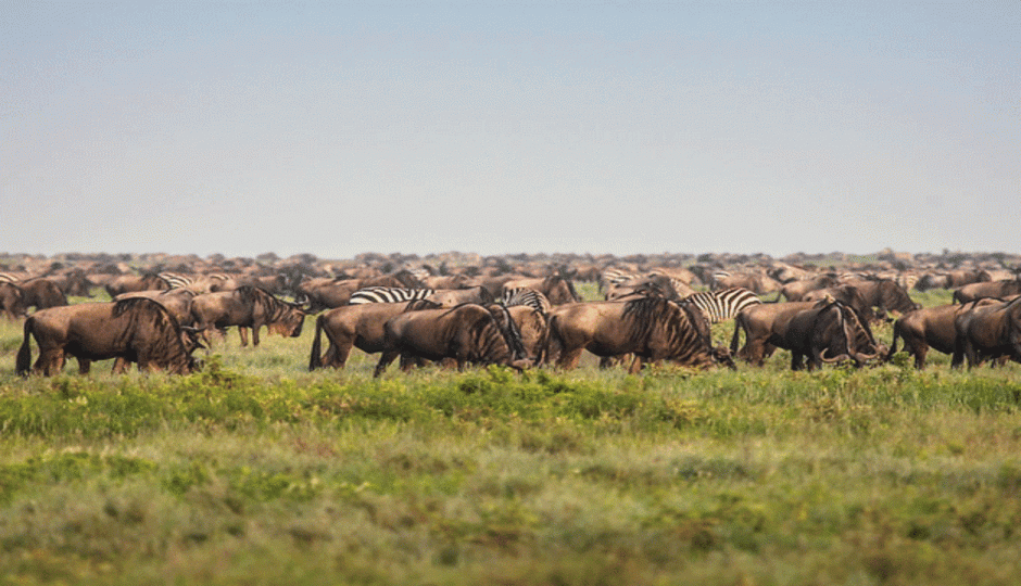 The Majestic Crown: Signature Serengeti & Ngorongoro Safari