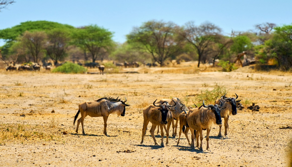 Slides Images for 3-Day Serengeti And Ngorongoro Crater 