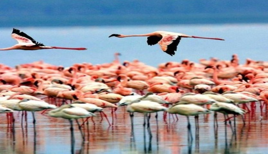 3-Day Tanzania Safari To Manyara, Ngorongoro And Tarangire