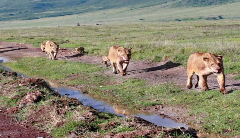 Slides Images for 3 Days 2 Nights Ngorongoro Crater,tarangire And Manyara National Park