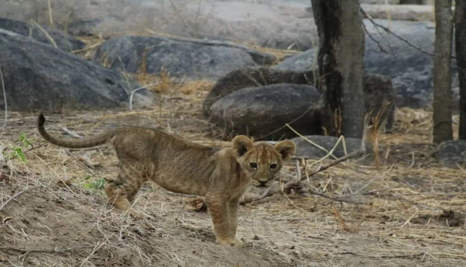 Slides Images for Half Day Tour : Mikumi National Park From Dar-es-salaam By Sgr