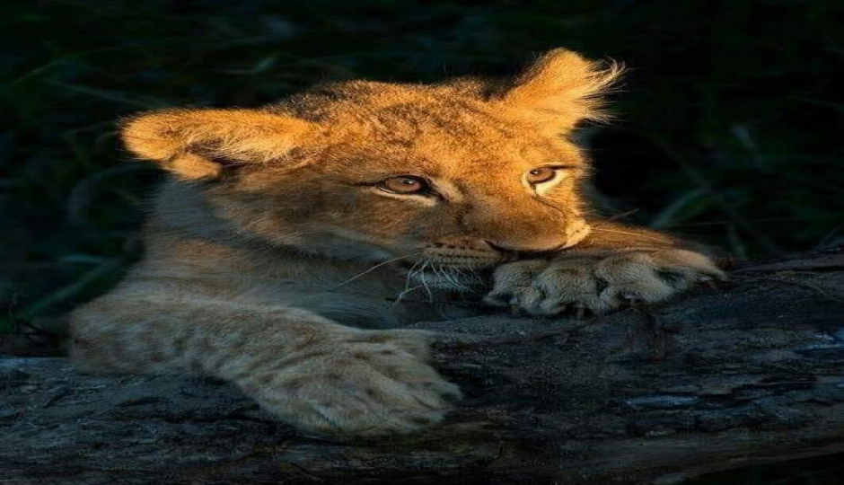 10 Days Luxury Tanzania & Zanzibar Beach Relaxation Tour