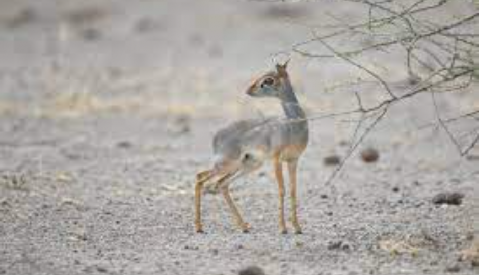 Slides Images for  8 Days Harar, Awash & Bale Mountain Safari Tripe