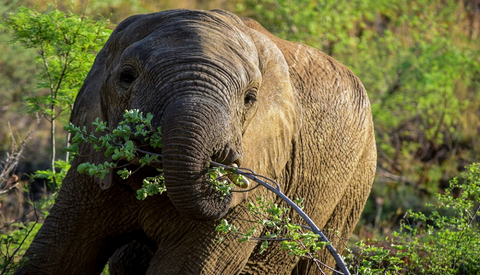 Slides Images for 2 Days Tanzania Luxury  Safari 2026-2027
