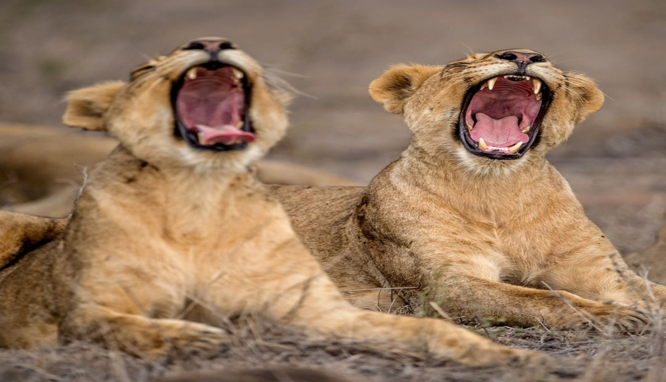 Slides Images for 6 Days Safari- Tarangire Serengeti & Ngorongoro Crater