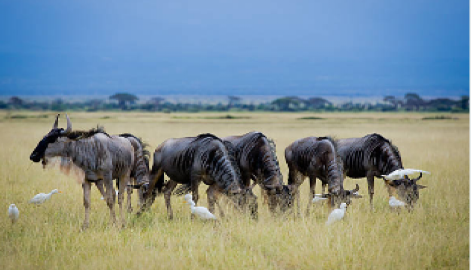 Slides Images for Best 6 Days Tanzania Safari To Top 4 Parks