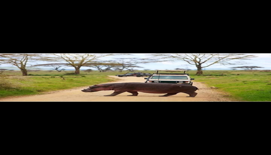Slides Images for Victoria Falls Game Drives
