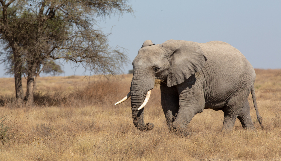6 Days Tanzania Lodge Safari Tour Package 