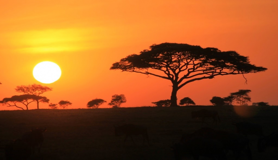 Slides Images for High-end Tanzania Safari