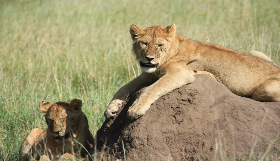 Slides Images for Tanzania Midrange Safari