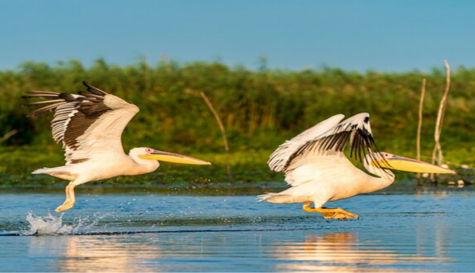 11-Day Ethiopia Birdwatching Adventure & Photograph Tour