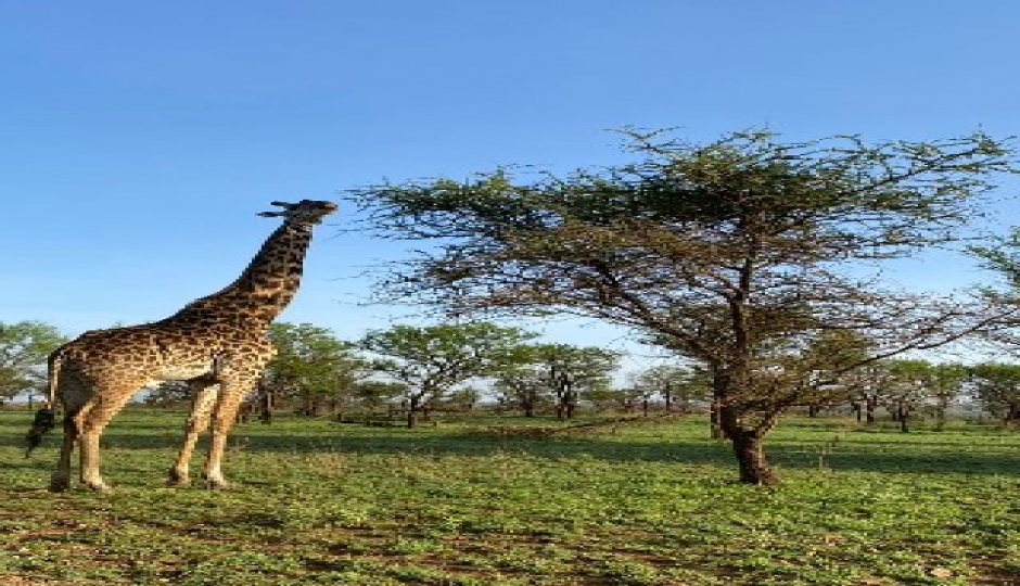 Slides Images for The Best Of Serengeti, Ngorongoro And Tarangire
